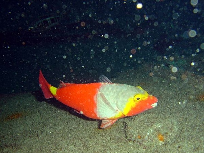 Sparisoma cretense © Fernando Herranz Martín