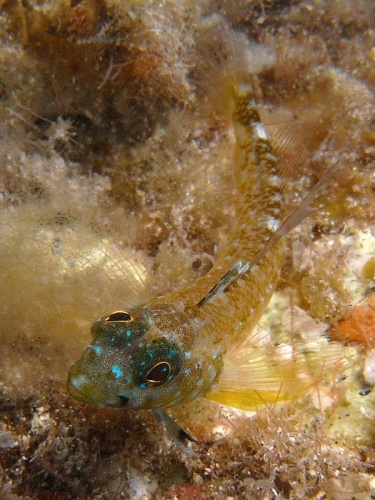 Black-faced blenny © <a rel="nofollow" class="external text" href="https://www.flickr.com/photos/37071060@N06">Philippe Guillaume</a>