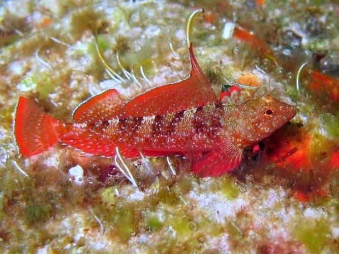 Red-black triplefin &copy; Roberto Pillon