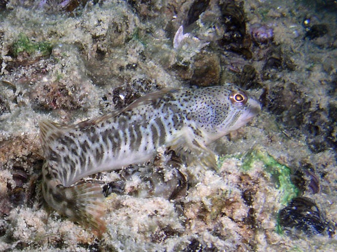 Freshwater blenny © Olivier Croissant