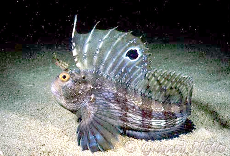 Butterfly blenny © <a href="//commons.wikimedia.org/wiki/User:Etrusko25" title="User:Etrusko25">Etrusko25</a>