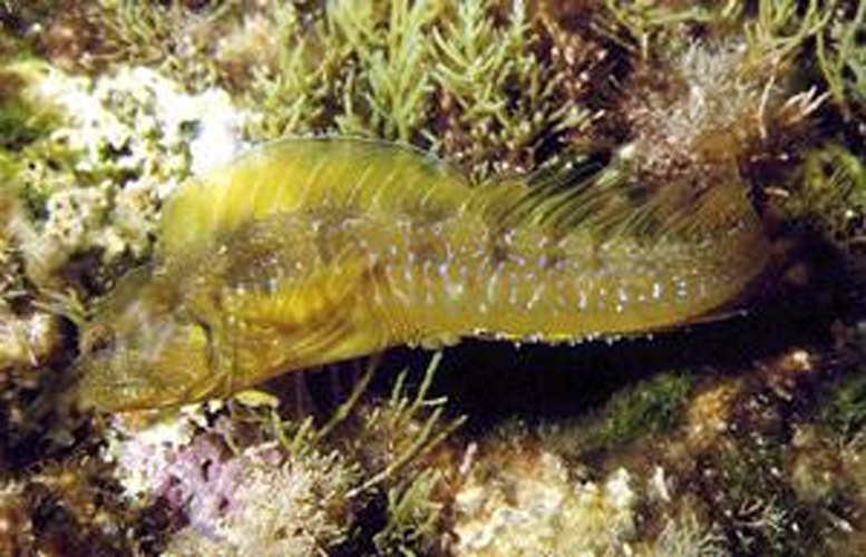 Mystery blenny © riblje-oko.hr