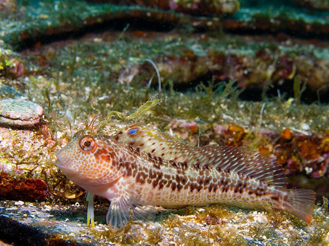 Ringneck blenny &copy; Romà del Rio