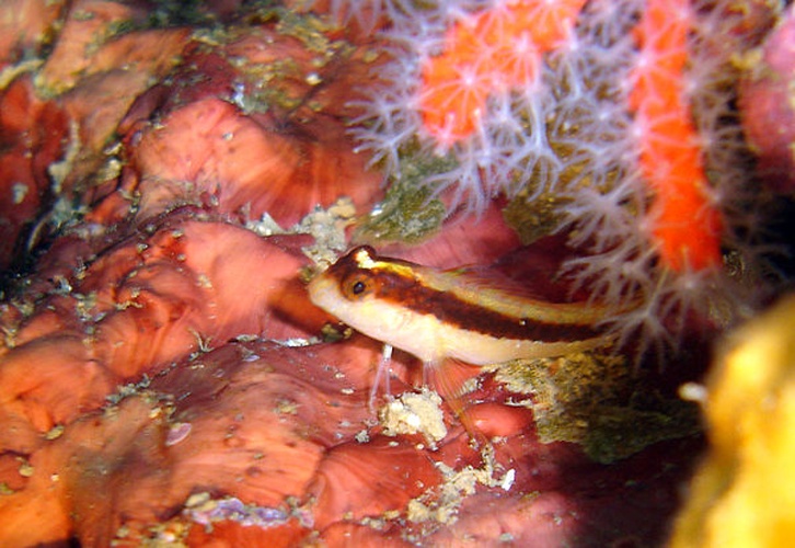 Longstriped blenny &copy; Frédéric POINTEL