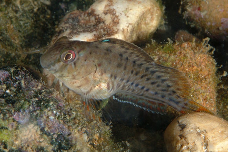 Rusty blenny © <a href="//commons.wikimedia.org/wiki/User:Etrusko25" title="User:Etrusko25">Etrusko25</a>