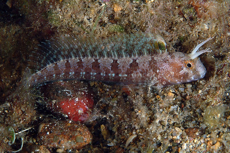 Tentacled blenny &copy; <a href="//commons.wikimedia.org/wiki/User:Etrusko25" title="User:Etrusko25">Etrusko25</a>