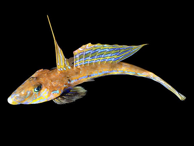 Common dragonet &copy; <div class="fn value">
<a href="//commons.wikimedia.org/wiki/User:Biopics" title="User:Biopics">Hans Hillewaert</a>
</div>