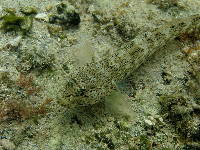 Bucchich's goby © <a href="//commons.wikimedia.org/wiki/User:Gronk" title="User:Gronk">Gronk</a>