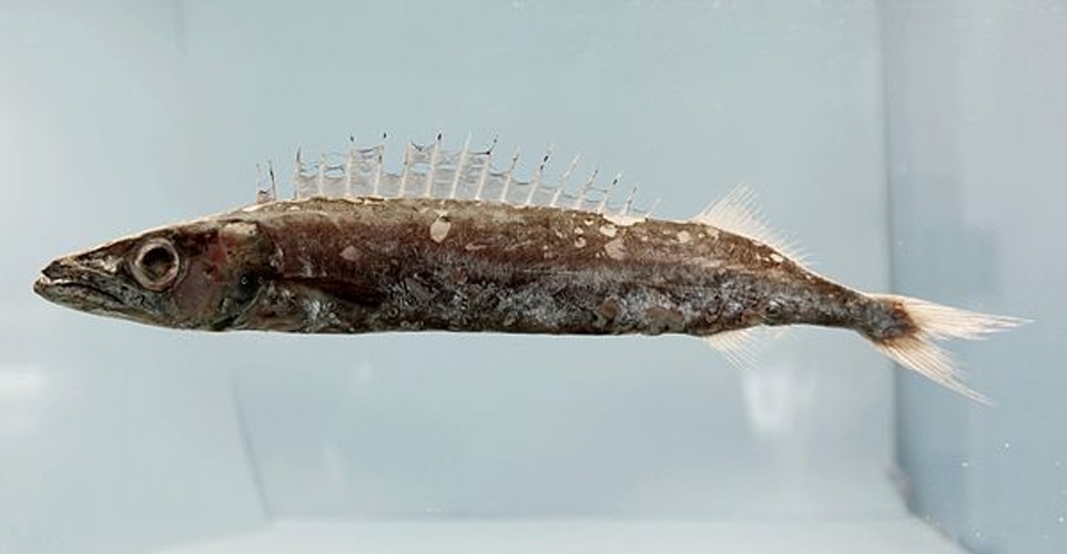 Promethichthys prometheus &copy; NOAA's Fisheries Collection , SEFSC Pascagoula Laboratory; Collection of Brandi Noble, NOAA/NMFS/SEFSC /  <a rel="nofollow" class="external text" href="https://www.flickr.com/people/51647007@N08">NOAA Photo Library</a>