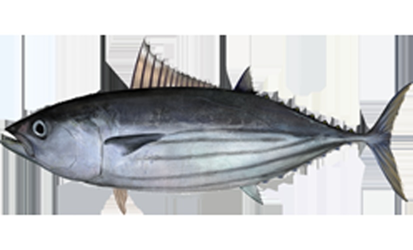 skipjack tuna &copy; <span lang="en">Unknown</span>