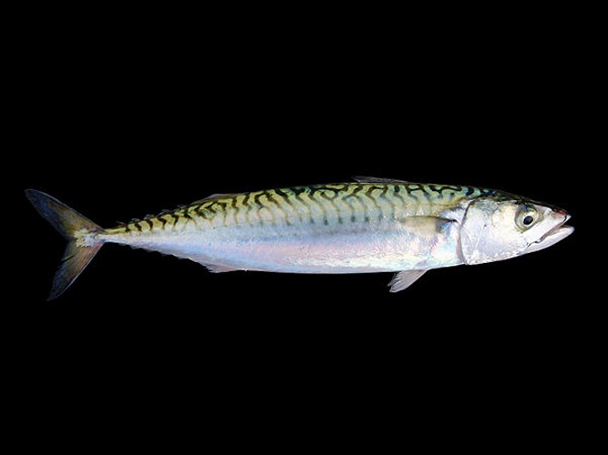 Atlantic mackerel &copy; <div class="fn value">
Hans Hillewaert</div>