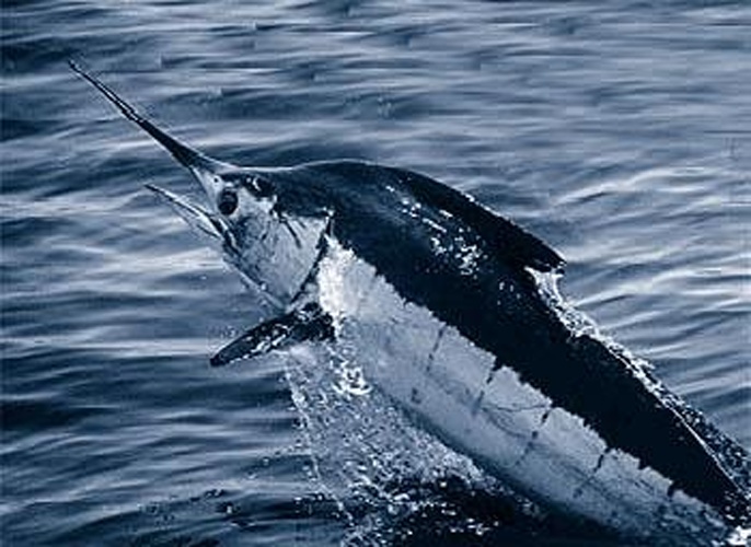 Atlantic blue marlin © NOAA