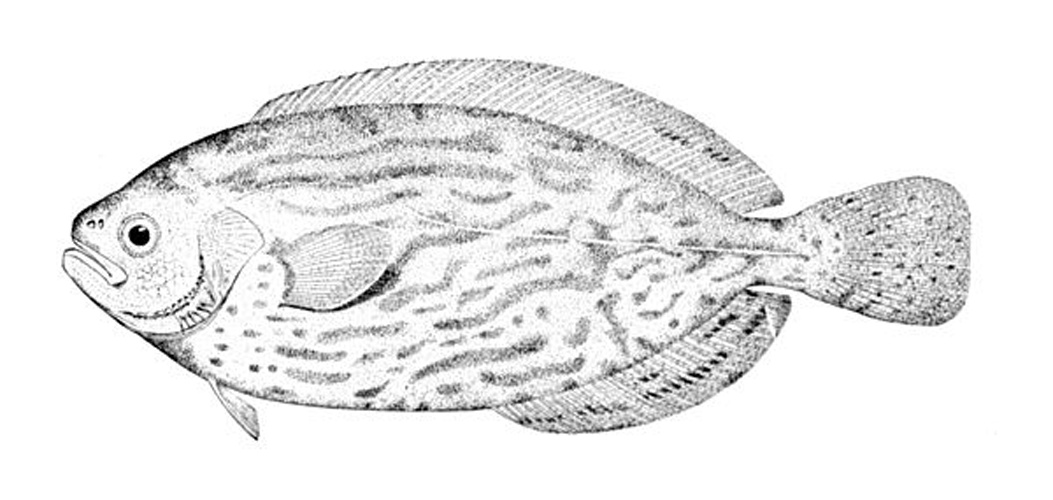Schedophilus medusophagus © 