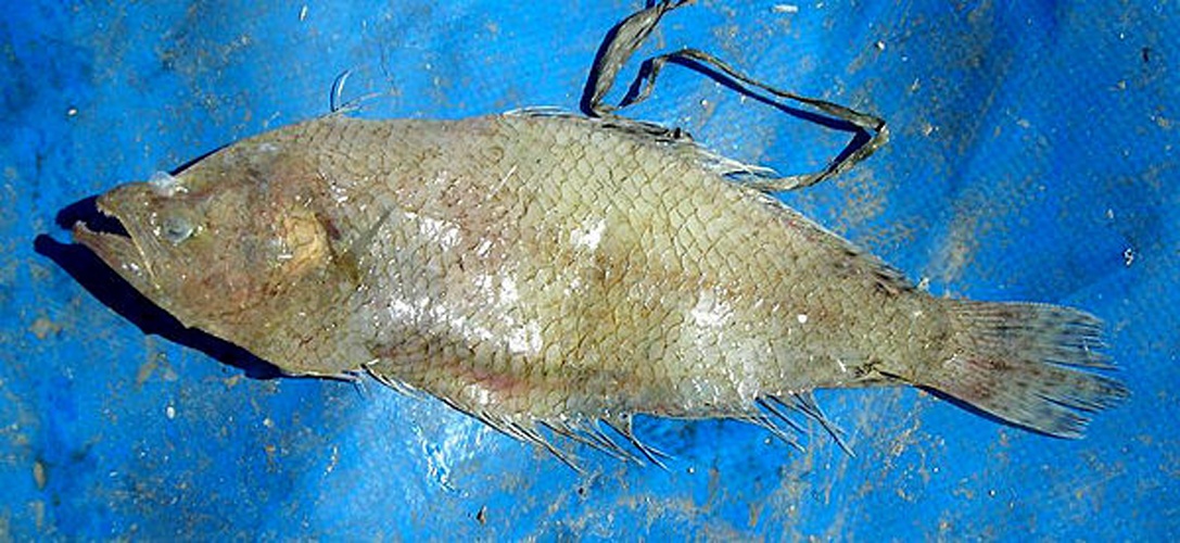 Citharus linguatula © <a href="//commons.wikimedia.org/w/index.php?title=User:Jo_Langeneck&amp;action=edit&amp;redlink=1" class="new" title="User:Jo Langeneck (page does not exist)">Jo Langeneck</a>