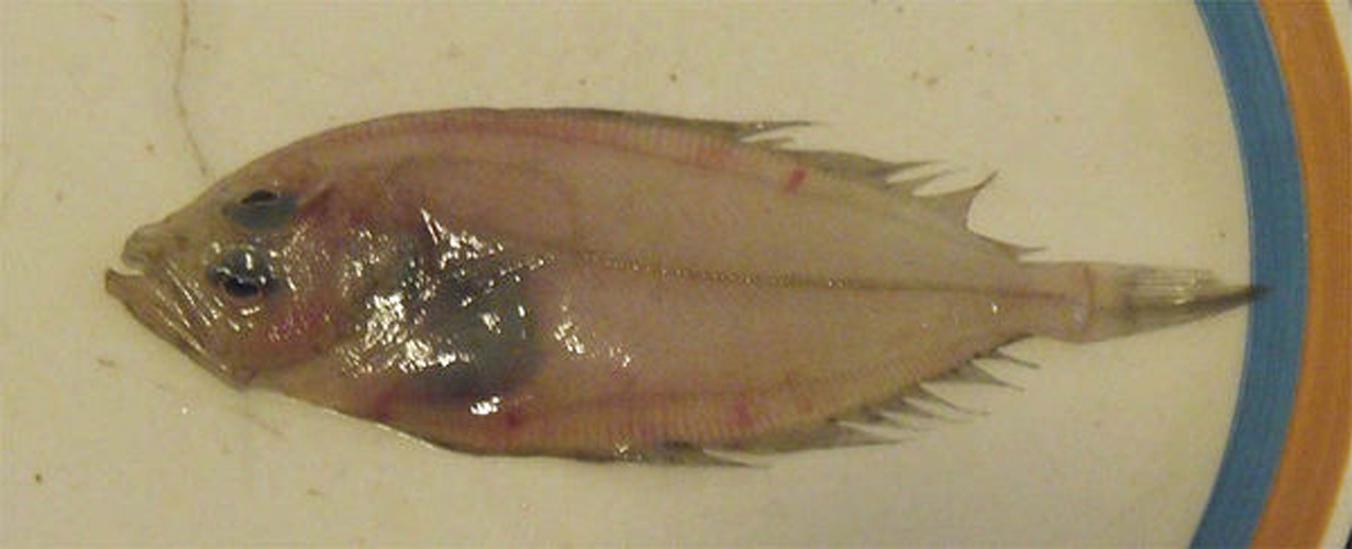 megrim © <a href="//commons.wikimedia.org/wiki/User:Etrusko25" title="User:Etrusko25">Etrusko25</a>