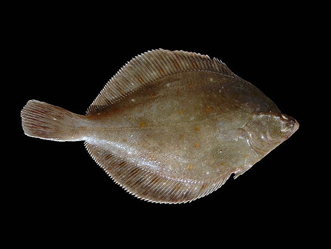 European plaice &copy; <div class="fn value">
<a href="//commons.wikimedia.org/wiki/User:Biopics" title="User:Biopics">Hans Hillewaert</a>
</div>