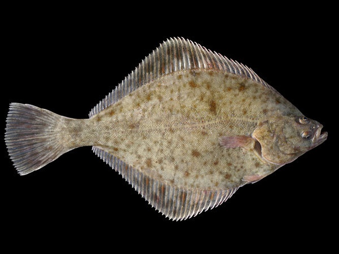 European flounder &copy; <div class="fn value">
<a href="//commons.wikimedia.org/wiki/User:Biopics" title="User:Biopics">Hans Hillewaert</a>
</div>