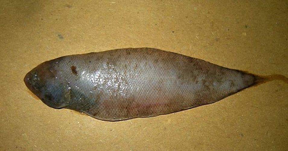 Symphurus nigrescens &copy; <a href="//commons.wikimedia.org/w/index.php?title=User:Jo_Langeneck&amp;action=edit&amp;redlink=1" class="new" title="User:Jo Langeneck (page does not exist)">Jo Langeneck</a>