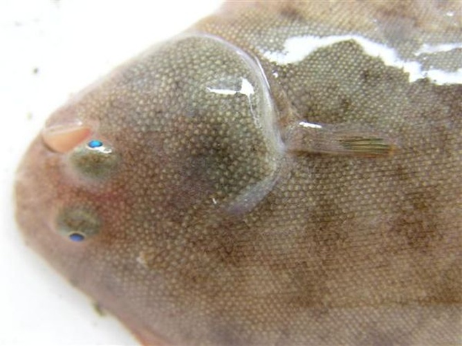 Solea senegalensis © Mario Lepage