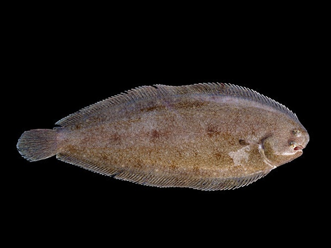 common sole © <div class="fn value">
<a href="//commons.wikimedia.org/wiki/User:Biopics" title="User:Biopics">Hans Hillewaert</a>
</div>