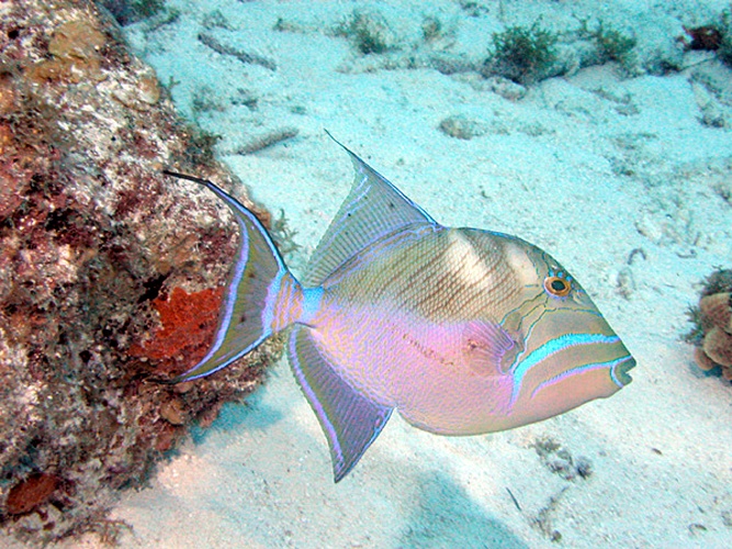 Queen Triggerfish © 