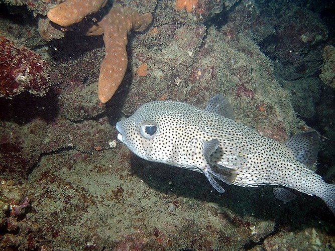 spot-fin porcupinefish © No machine-readable author provided. <a href="//commons.wikimedia.org/w/index.php?title=User:Pedrosanch&amp;action=edit&amp;redlink=1" class="new" title="User:Pedrosanch (page does not exist)">Pedrosanch</a> assumed (based on copyright claims).