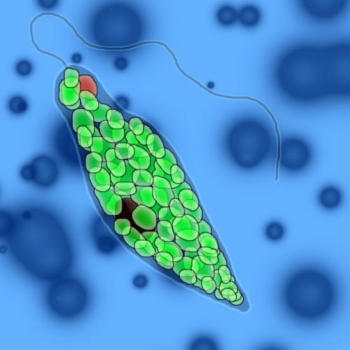 Euglena gracilis © naturalismus