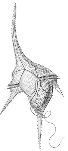 Ceratium hirundinella © <ul><li>
<a href="//commons.wikimedia.org/wiki/File:Haeckel_Peridinea.jpg" title="File:Haeckel Peridinea.jpg">Haeckel_Peridinea.jpg</a>: <div class="vcard"></div>
</li></ul>
<table class="toccolours collapsible collapsed" cellpadding="2" cellspacing="0" style="direction:ltr; text-align:left; border-collapse:collapse; background:#f0f0ff; border:1px solid #aaa;" lang="en"><tbody>
<tr valign="top">
<th colspan="4" style="background-color:#e0e0ee; font-weight:bold; border:1px solid #aaa;">
<span class="fn" id="creator"><bdi><a href="https://en.wikipedia.org/wiki/en:Ernst_Haeckel" class="extiw" title="w:en:Ernst Haeckel">Ernst Haeckel</a>
</bdi></span> (1834–1919) <a href="//commons.wikimedia.org/wiki/Creator:Ernst_Haeckel" title="Creator:Ernst Haeckel"><img alt="Blue pencil.svg" src="https://upload.wikimedia.org/wikipedia/commons/thumb/7/73/Blue_pencil.svg/15px-Blue_pencil.svg.png" decoding="async" width="15" height="15" srcset="https://upload.wikimedia.org/wikipedia/commons/thumb/7/73/Blu