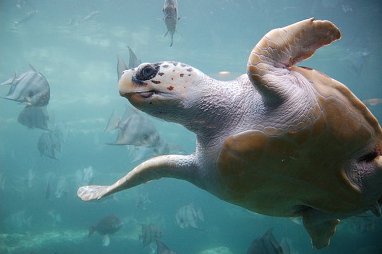 loggerhead sea turtle © <a rel="nofollow" class="external text" href="https://www.flickr.com/people/99613680@N00">ukanda</a>
