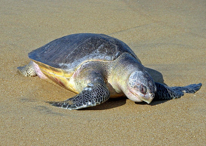 Olive ridley sea turtle © <a href="//commons.wikimedia.org/wiki/User:Bgag" title="User:Bgag">Bernard Gagnon</a>