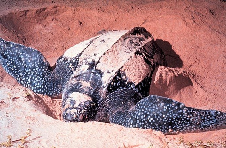 Leatherback sea turtle © 