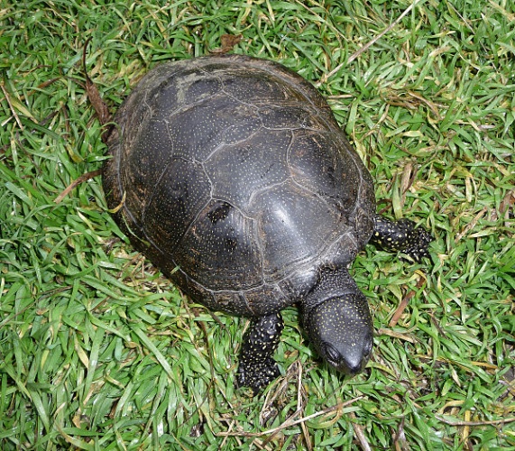 European pond turtle &copy; <a href="//commons.wikimedia.org/wiki/User:George_Chernilevsky" title="User:George Chernilevsky">George Chernilevsky</a>