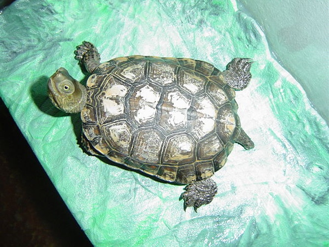 Spanish pond turtle © <a href="//commons.wikimedia.org/w/index.php?title=User:Wilfreddehelm&amp;action=edit&amp;redlink=1" class="new" title="User:Wilfreddehelm (page does not exist)">Wilfreddehelm</a>