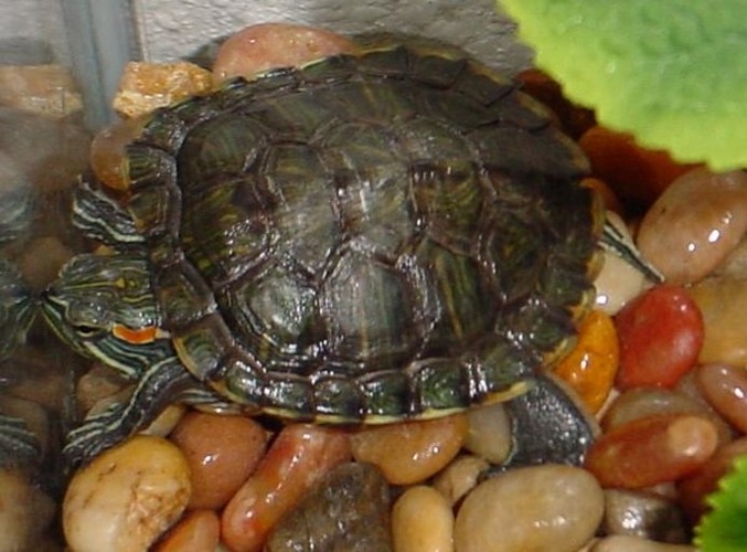 Trachemys scripta &copy; <a href="https://en.wikipedia.org/wiki/User:Viewport" class="extiw" title="wikipedia:User:Viewport">Viewport</a> at <a href="https://en.wikipedia.org/wiki/" class="extiw" title="wikipedia:">English Wikipedia</a>