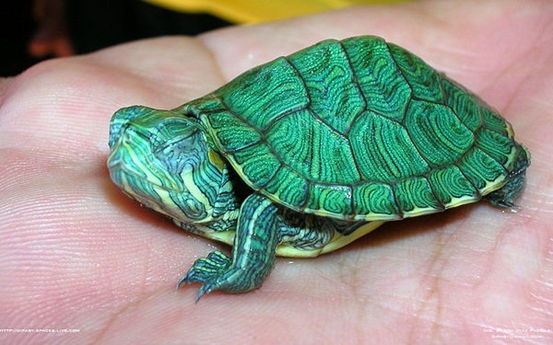 Trachemys scripta elegans &copy; <a href="//commons.wikimedia.org/w/index.php?title=User:Dipaby&amp;action=edit&amp;redlink=1" class="new" title="User:Dipaby (page does not exist)">Dipaby</a>