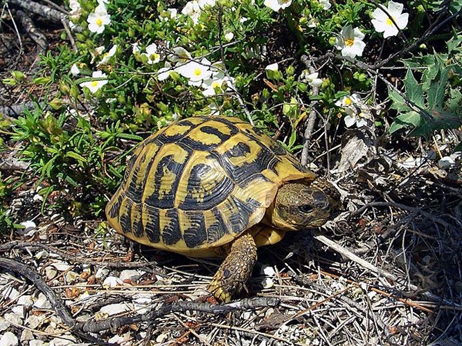 Hermann's tortoise © <div class="fn value">
<a href="//commons.wikimedia.org/wiki/User:Orchi" title="User:Orchi">Orchi</a>
</div>