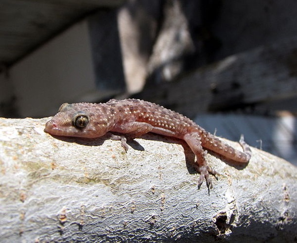 Mediterranean house gecko © <a href="//commons.wikimedia.org/wiki/User:ZooFari" class="mw-redirect" title="User:ZooFari">ZooFari</a>