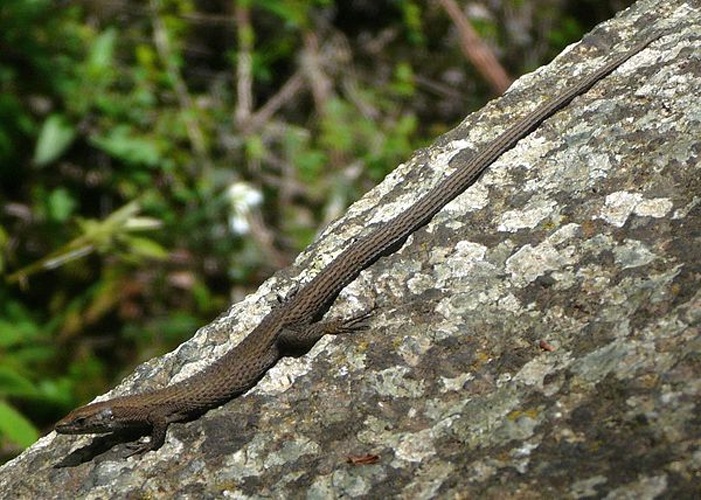 Fitzinger's Algyroides &copy; <a href="//commons.wikimedia.org/w/index.php?title=User:GiuseppeCongiu&amp;action=edit&amp;redlink=1" class="new" title="User:GiuseppeCongiu (page does not exist)">GiuseppeCongiu</a>