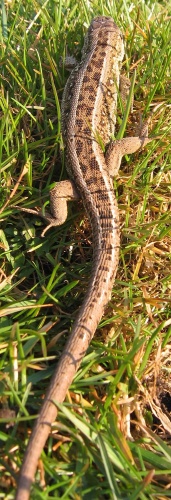 Sand lizard © <a href="//commons.wikimedia.org/w/index.php?title=User:Rlelusz&amp;action=edit&amp;redlink=1" class="new" title="User:Rlelusz (page does not exist)">Rlelusz</a>