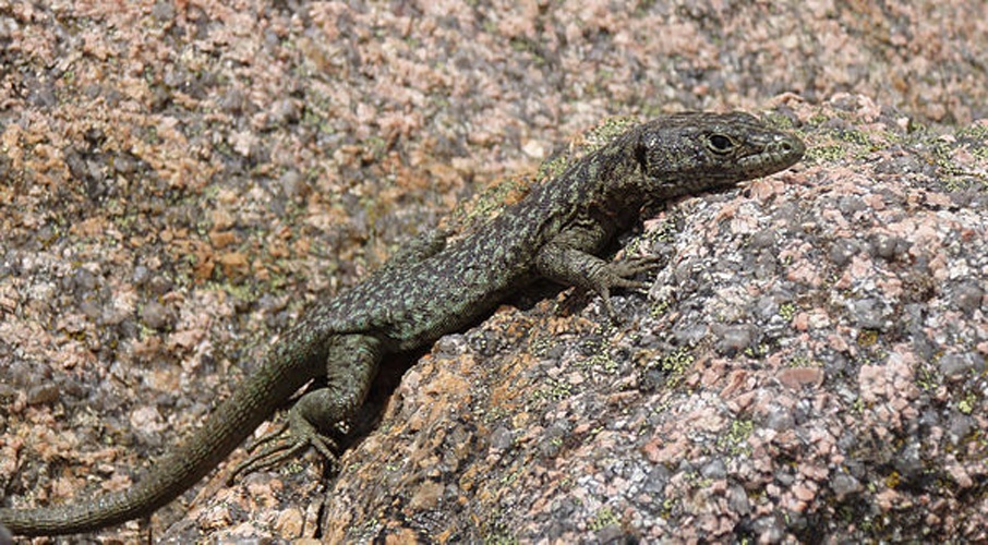 Bedriaga's Rock Lizard © <a href="//commons.wikimedia.org/wiki/User:P_ev" title="User:P ev">P ev</a>