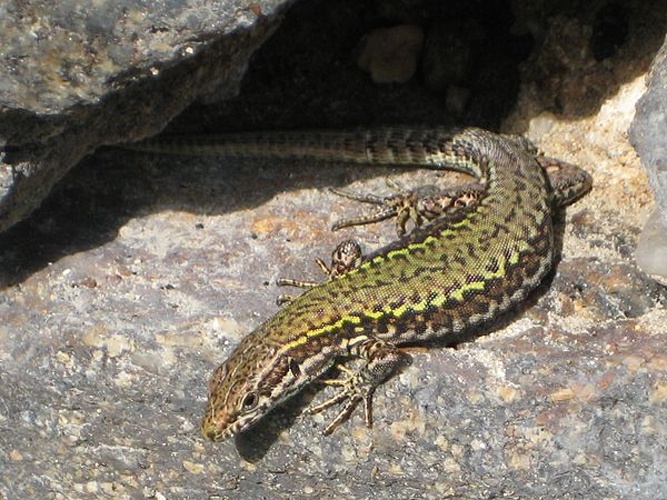 Podarcis muralis © <a href="//commons.wikimedia.org/wiki/User:Aconcagua" title="User:Aconcagua">Aconcagua</a>