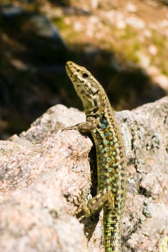 Tyrrhenian Wall Lizard © <a href="//commons.wikimedia.org/w/index.php?title=User:Cardioceras&amp;action=edit&amp;redlink=1" class="new" title="User:Cardioceras (page does not exist)">Quentin Scouflaire</a>