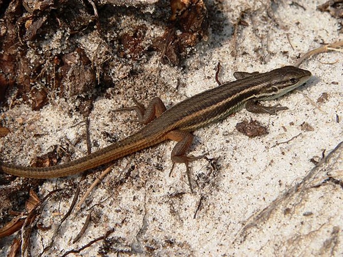 Large Psammodromus &copy; <a href="//commons.wikimedia.org/wiki/User:Tintazul" title="User:Tintazul">Júlio Reis</a>