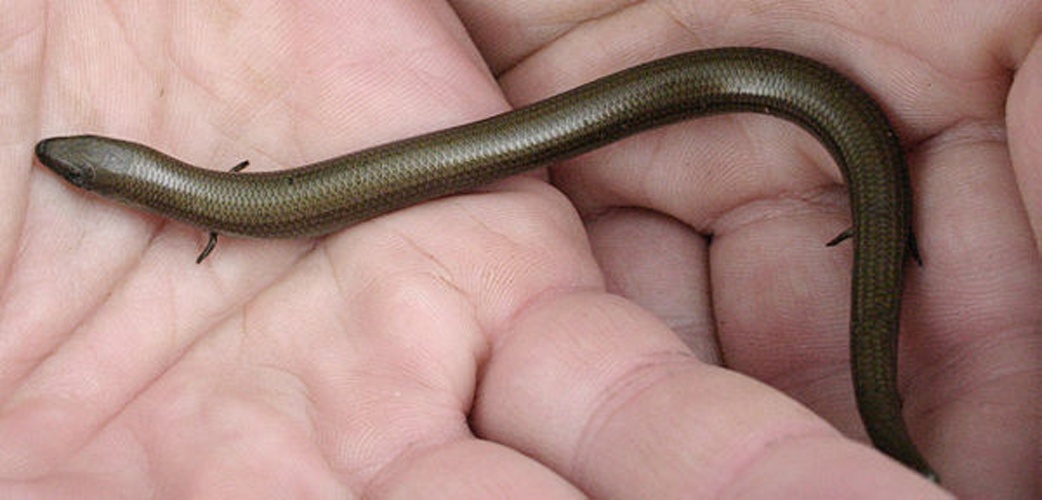 Chalcides chalcides &copy; No machine-readable author provided. <a href="//commons.wikimedia.org/wiki/User:Hjvannes" title="User:Hjvannes">Hjvannes</a> assumed (based on copyright claims).