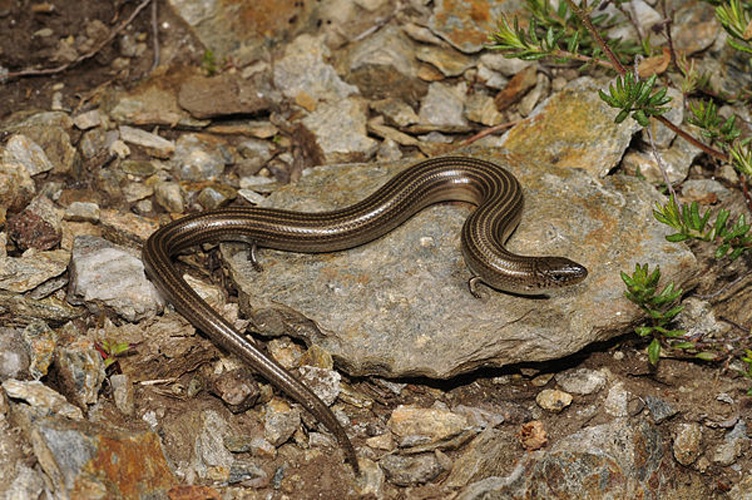 Western Three-toed Skink © <a href="//commons.wikimedia.org/wiki/User:Benny_Trapp" title="User:Benny Trapp">Benny Trapp</a>