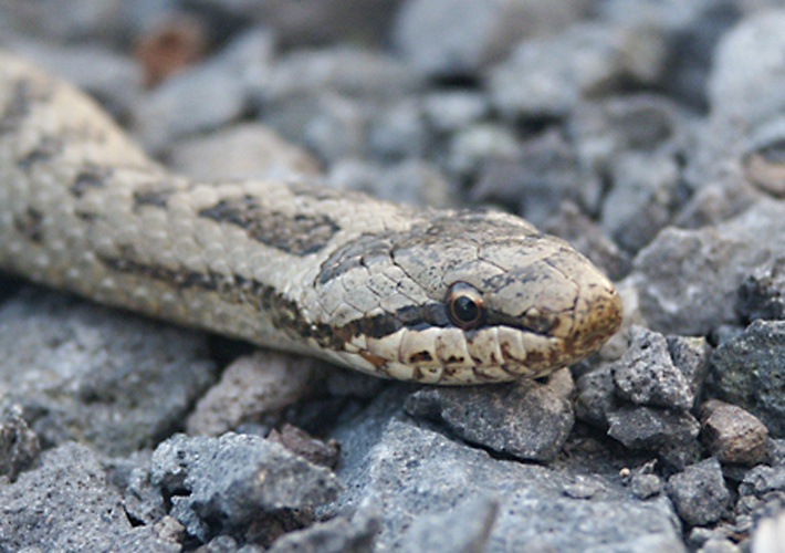 Smooth snake © <a href="https://de.wikipedia.org/wiki/benutzer:Der_Irbis" class="extiw" title="de:benutzer:Der Irbis">Der Irbis</a>