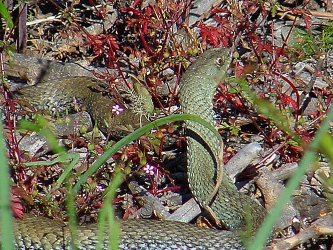 Malpolon monspessulanus © Hubert Laroche