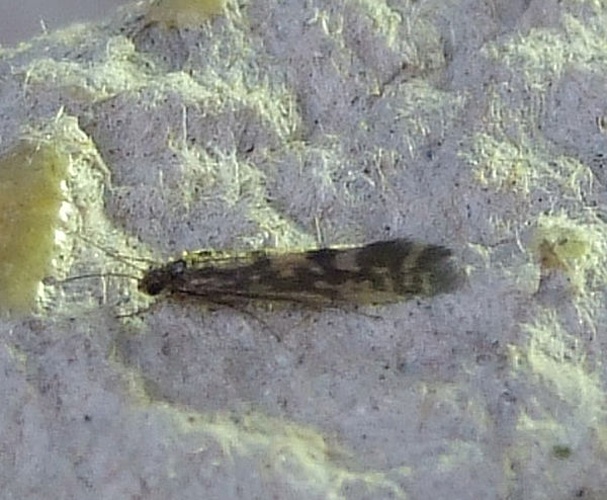 Agraylea multipunctata &copy; <table style="width:100%; border:1px solid #aaa; background:#efd; text-align:center"><tbody><tr>
<td>
<a href="//commons.wikimedia.org/wiki/File:Aspitates_ochrearia.jpg" class="image"><img alt="Aspitates ochrearia.jpg" src="https://upload.wikimedia.org/wikipedia/commons/thumb/b/bc/Aspitates_ochrearia.jpg/55px-Aspitates_ochrearia.jpg" decoding="async" width="55" height="41" srcset="https://upload.wikimedia.org/wikipedia/commons/thumb/b/bc/Aspitates_ochrearia.jpg/83px-Aspitates_ochrearia.jpg 1.5x, https://upload.wikimedia.org/wikipedia/commons/thumb/b/bc/Aspitates_ochrearia.jpg/110px-Aspitates_ochrearia.jpg 2x" data-file-width="800" data-file-height="600"></a>
</td>
<td>This image is created by user <a rel="nofollow" class="external text" href="http://waarneming.nl/user/photos/4694">Sander Terlouw</a> at <a rel="nofollow" class="external text" href="http://waarneming.nl/">waarneming.nl</a>, a source of nature observations in the Netherlands.
</td>
</tr></tbody></table>