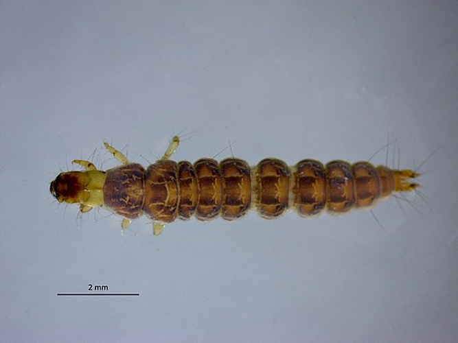 Rhyacophila tristis &copy; <a href="//commons.wikimedia.org/wiki/User:Wlodzimierz" title="User:Wlodzimierz">Wlodzimierz</a>