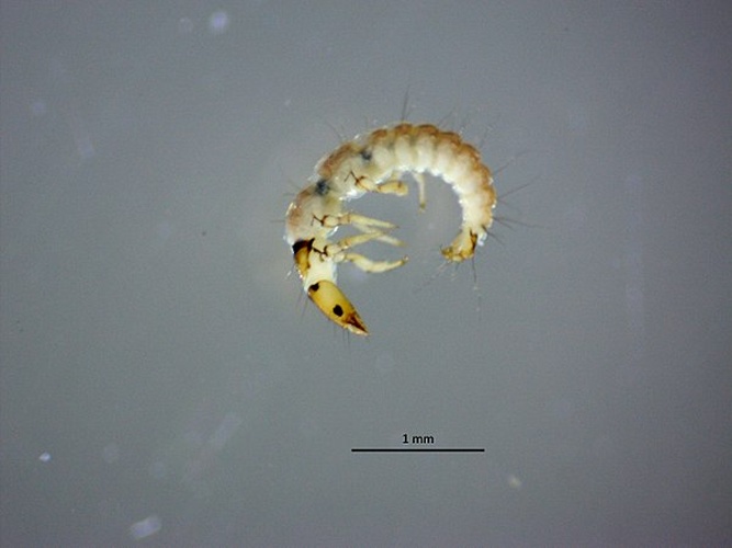 Psychomyia pusilla © <a href="//commons.wikimedia.org/wiki/User:Wlodzimierz" title="User:Wlodzimierz">Wlodzimierz</a>
